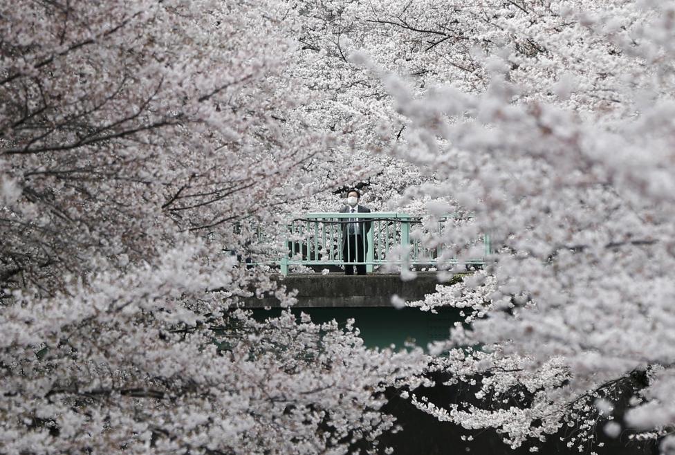 A businessman looks at cherry blossoms in almost full bloom in Tokyo