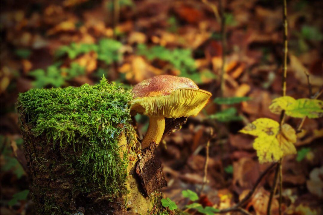 Fotografiar el otoño