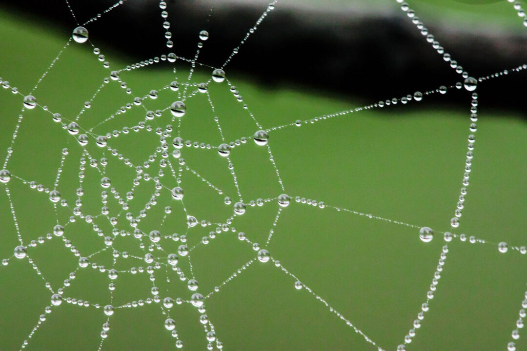 Fotografiar telas de araña